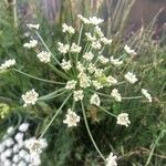 Oenanthe crocata Flower