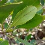 Ceriops tagal पत्ता