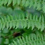 Athyrium filix-femina Blad