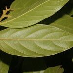 Nectandra belizensis