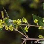 Rhamnus alaternus花