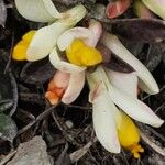 Polygala chamaebuxus Blüte