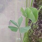 Marsilea quadrifolia Φύλλο