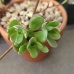 Aeonium saundersii List