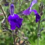 Salvia chamaedryoides Цвят