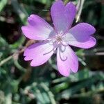 Eudianthe coeli-rosa Flower