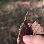 Ulmus rubra Leaf