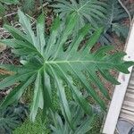 Philodendron lacerum List