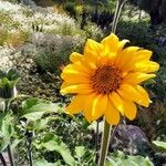 Tithonia tubaeformis Blüte