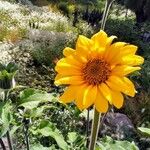 Tithonia tubaeformis Bloem