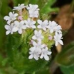 Valerianella discoidea 花