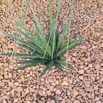 Agave filifera Leaf