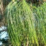 Pinus patula Leaf