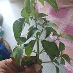 Ocimum basilicum Leaf