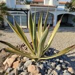 Agave americana برگ