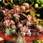 Sedum hispanicum पत्ता