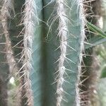 Pilosocereus leucocephalus Leaf
