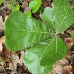 Quercus marilandica Leaf