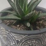 Haworthia attenuata অভ্যাস