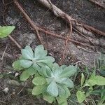 Pseudognaphalium sandwicensium Leaf