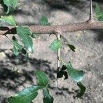 Searsia gueinzii Bark