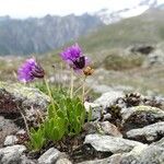 Primula glutinosa Blomst