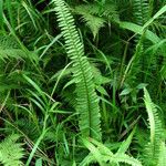 Nephrolepis undulata Habitus