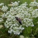 Daucus carota Blüte