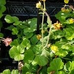 Geum coccineum Blad