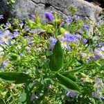 Polemonium pulcherrimum Агульны выгляд