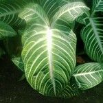 Caladium lindenii Yaprak