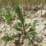 Polycnemum majus Libunga