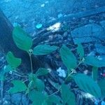 Psychotria hoffmannseggiana Hoja