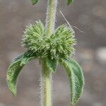 Mentha pulegium Blatt