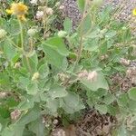 Encelia canescens Blad