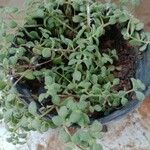 Crassula expansa ഇല