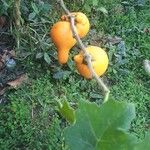 Solanum mammosum Fruit