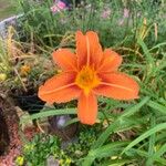 Hemerocallis fulvaFlower