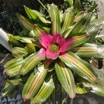 Neoregelia carolinae Листок