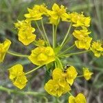 Euphorbia cyparissiasBlüte