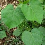 Endospermum diadenum Hoja