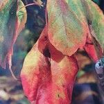 Sassafras albidum Leaf