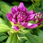 Rhododendron ponticum Leaf