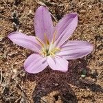 Colchicum filifolium Λουλούδι