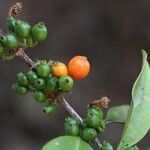 Tricalysia longituba Fruto