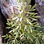 Cryptogramma crispa Blatt