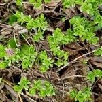 Salix breviserrata Likasa
