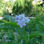 Solanum bonarienseFleur