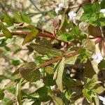 Lindernia dubia 樹皮