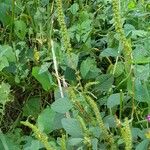 Amaranthus hybridus Tervik taim